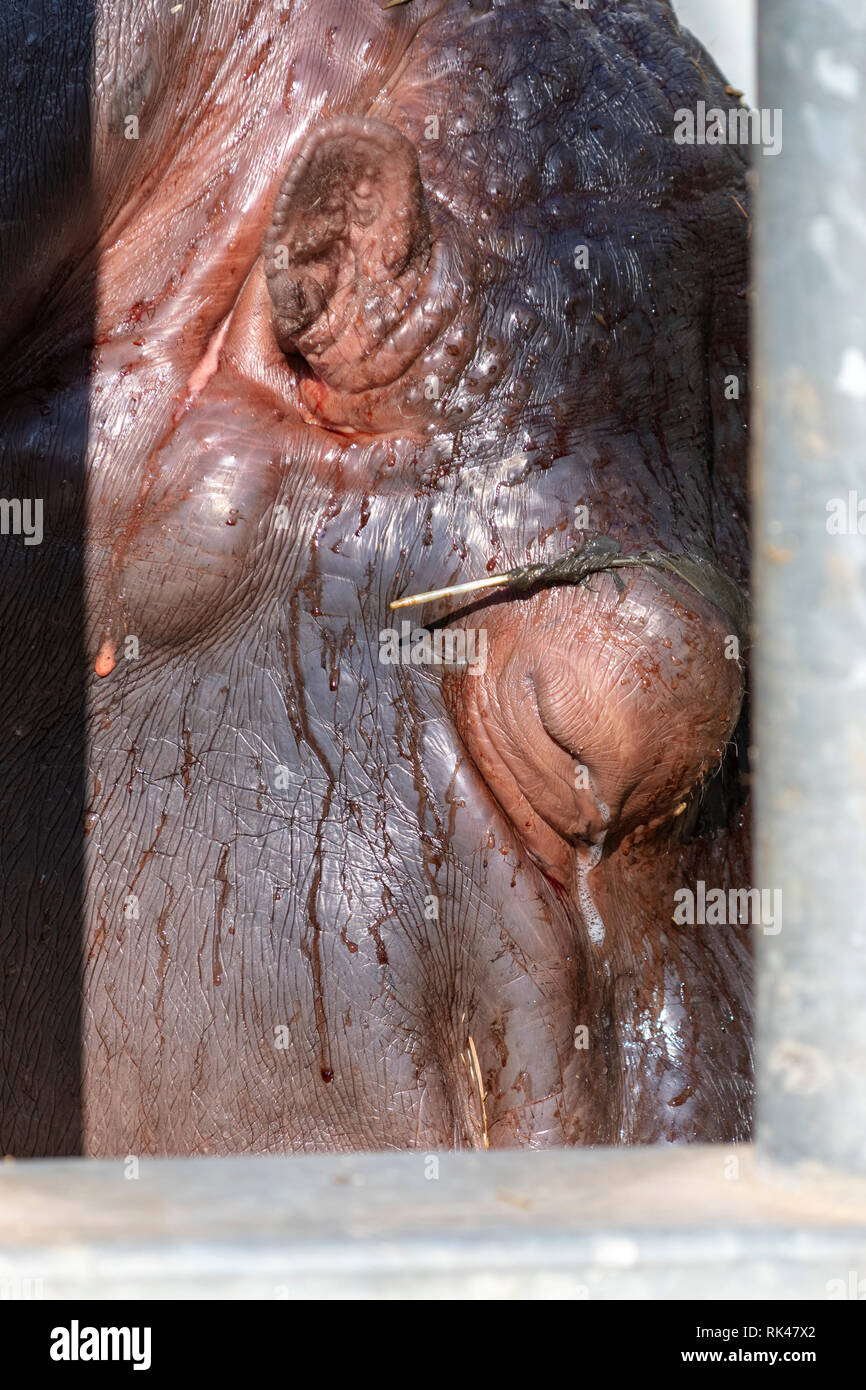 Un hippo tras las rejas en el Werribee Open Range Zoo. Foto de stock