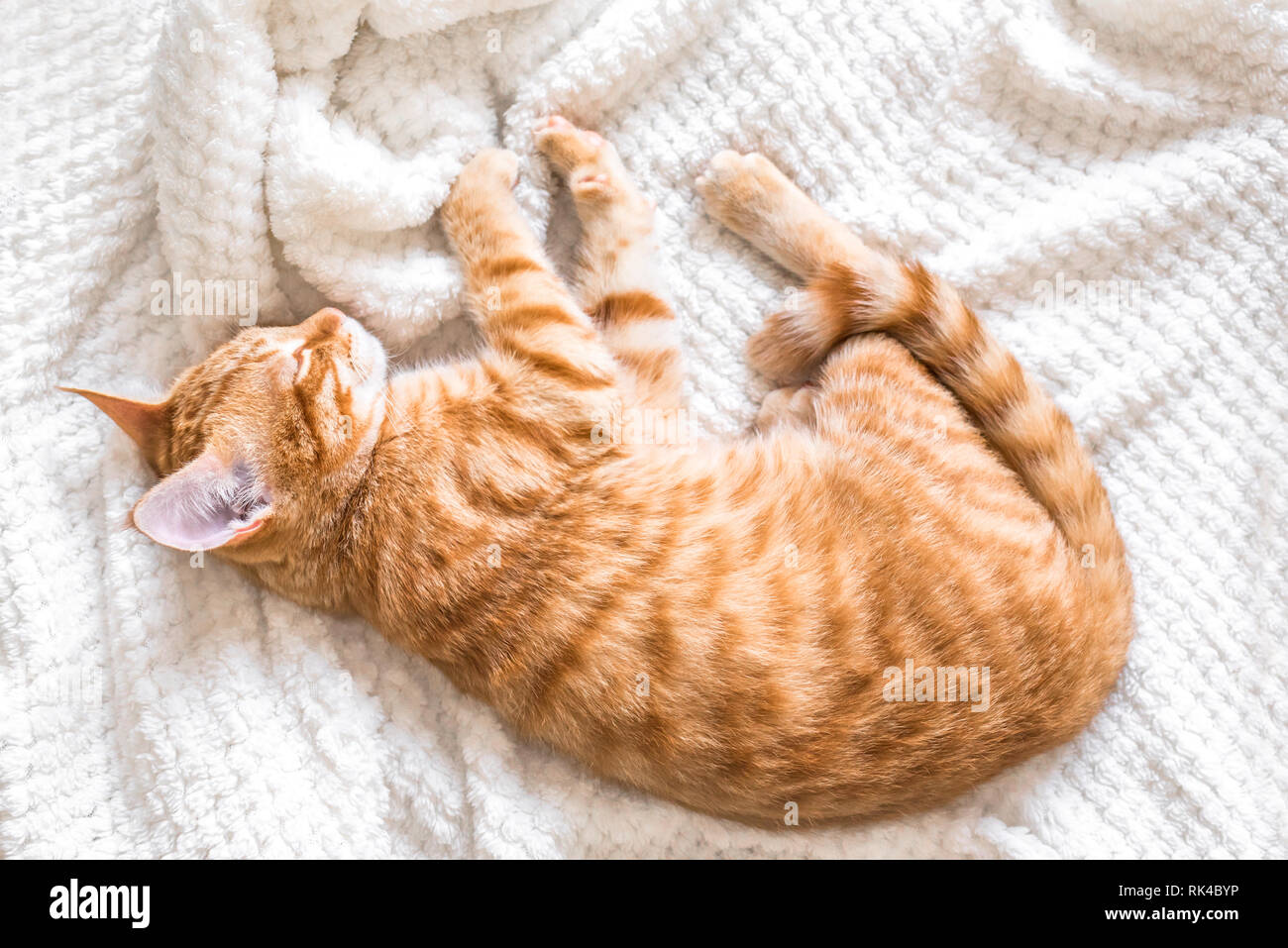 Ginger cat durmiendo en una manta suave y blanco, acogedora casa y relajarse concepto, lindo rojo o ginger cat. Foto de stock