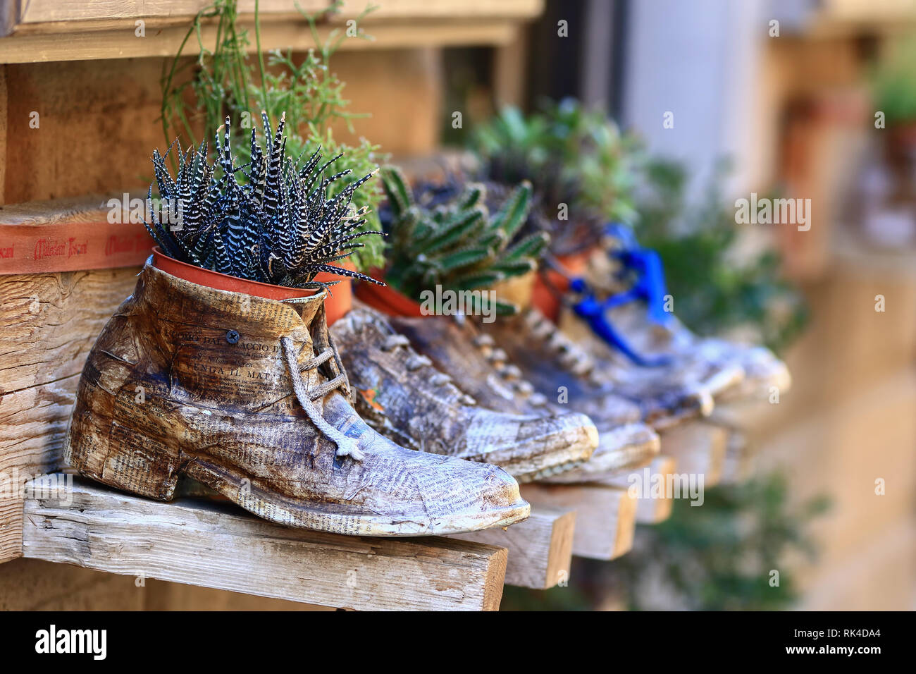 Los cactus plantados en zapatos en frente de una tienda de zapatos, la  publicidad de la tienda más antigua en Montepulciano, Toscana, Italia  Fotografía de stock - Alamy