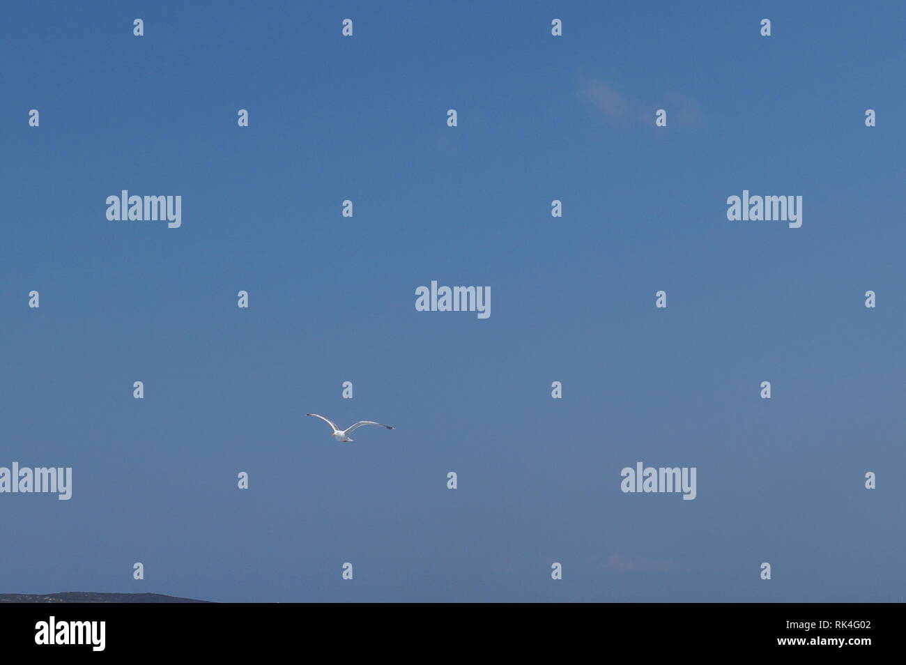 Una gaviota que vuela en el cielo Foto de stock