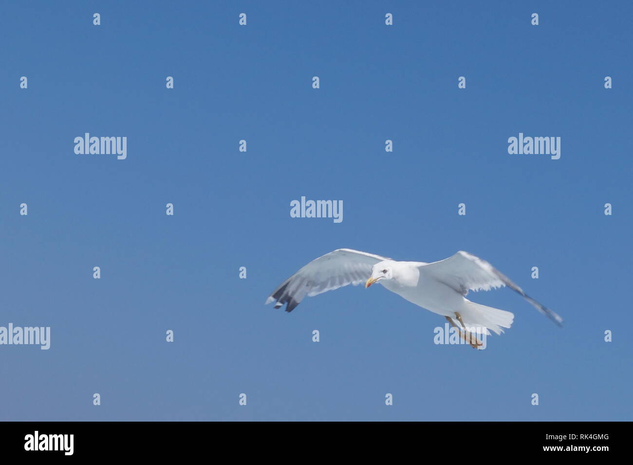 Una gaviota que vuela en el cielo Foto de stock