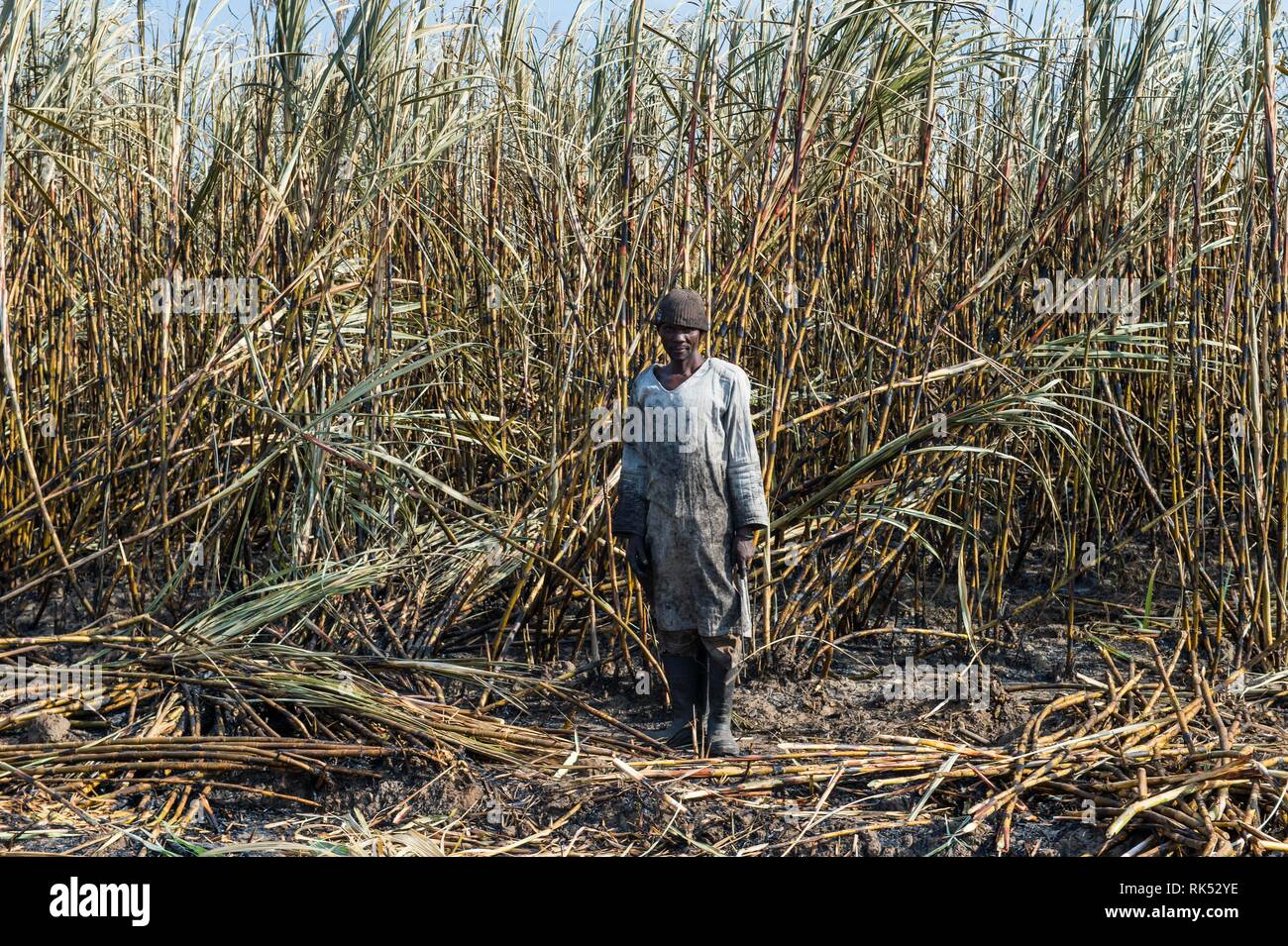 Cortador de caña de azúcar en los campos de caña de azúcar quemado, Nchalo, Malawi, Africa. Foto de stock