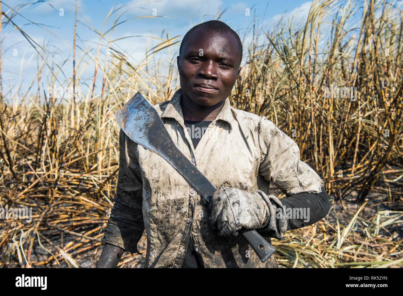 Cortador de caña de azúcar en los campos de caña de azúcar quemado, retrato, Nchalo, Malawi, Africa. Foto de stock