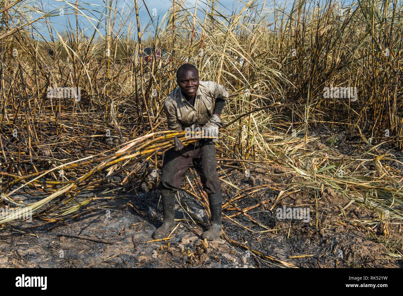 Cortador de caña de azúcar en los campos de caña de azúcar quemado, Nchalo, Malawi, Africa. Foto de stock