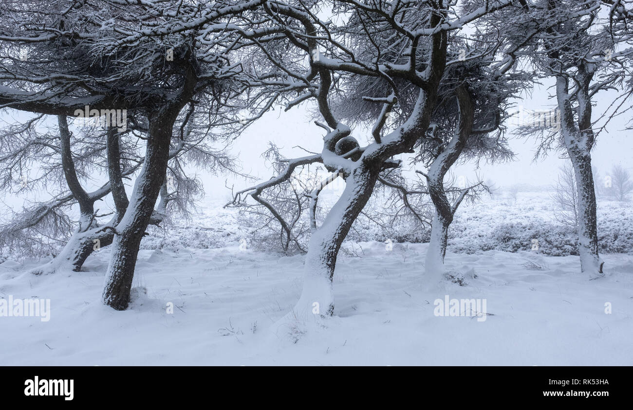 Troncos de árboles cubiertos de nieve en invierno Foto de stock