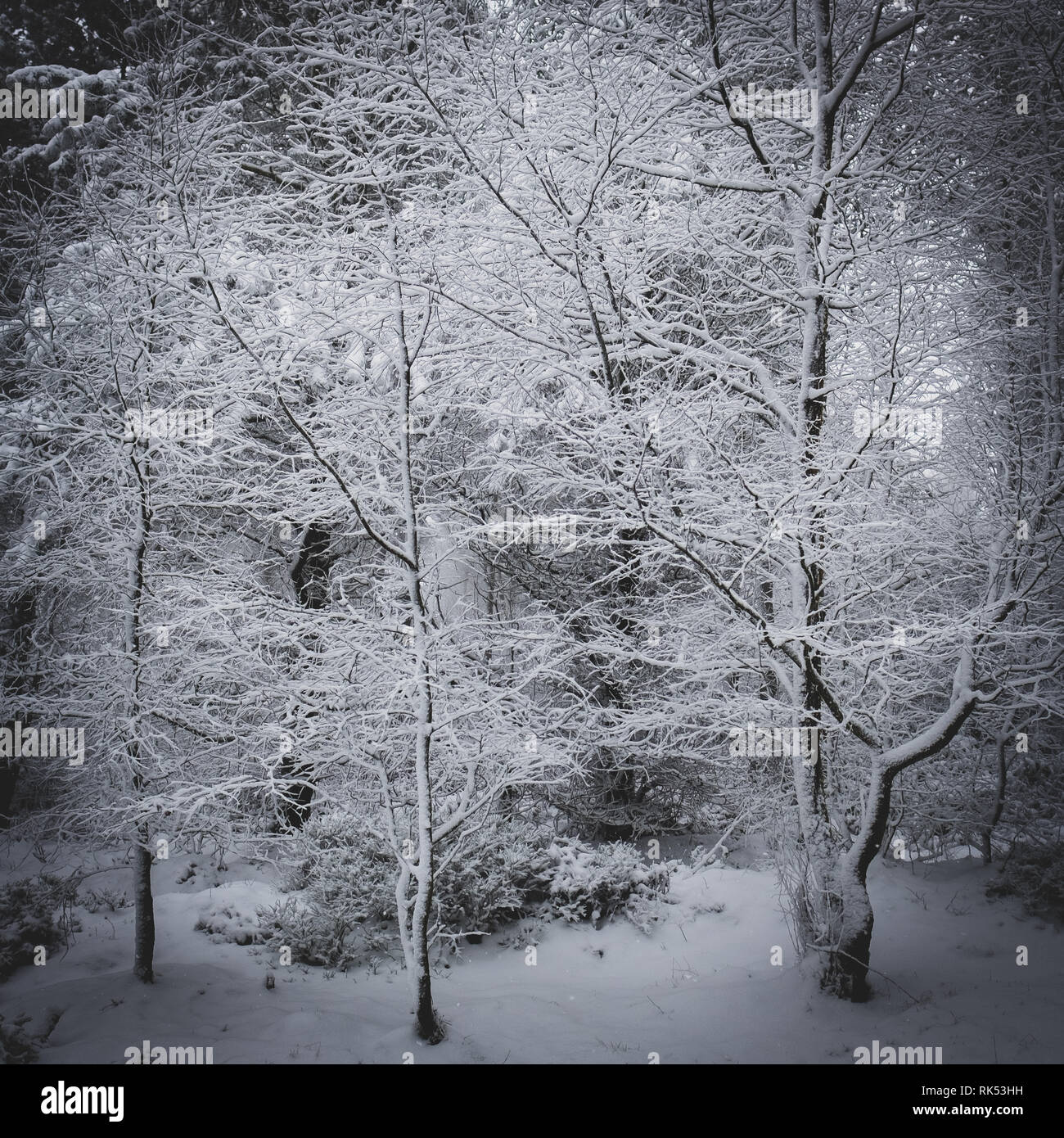 Árboles cubiertos de nieve. Woodland en invierno Foto de stock