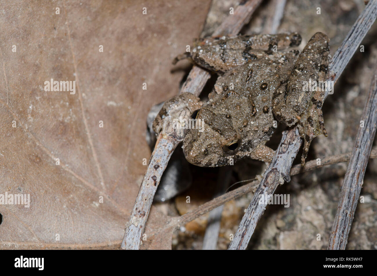 La rana de cricket de Blanchard, Acis blanchadi Foto de stock