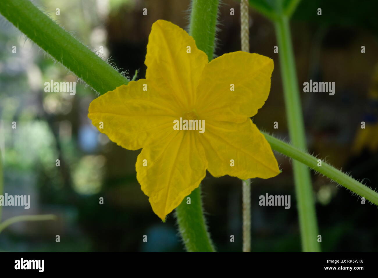 Pepino amarilla hermosa Flor con tallo verde Foto de stock