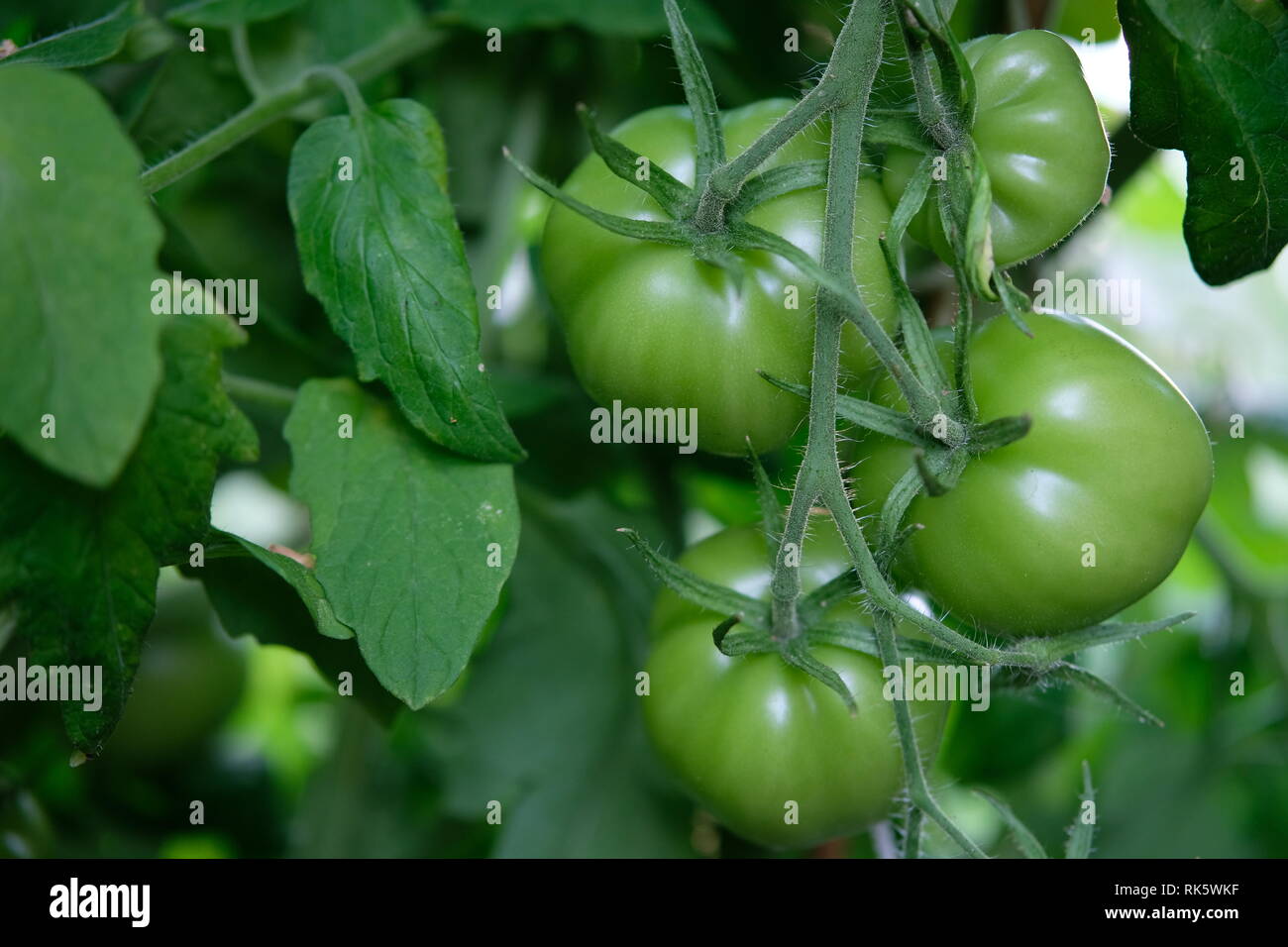 Los tomates verdes en julio en un invernadero en Noruega Foto de stock