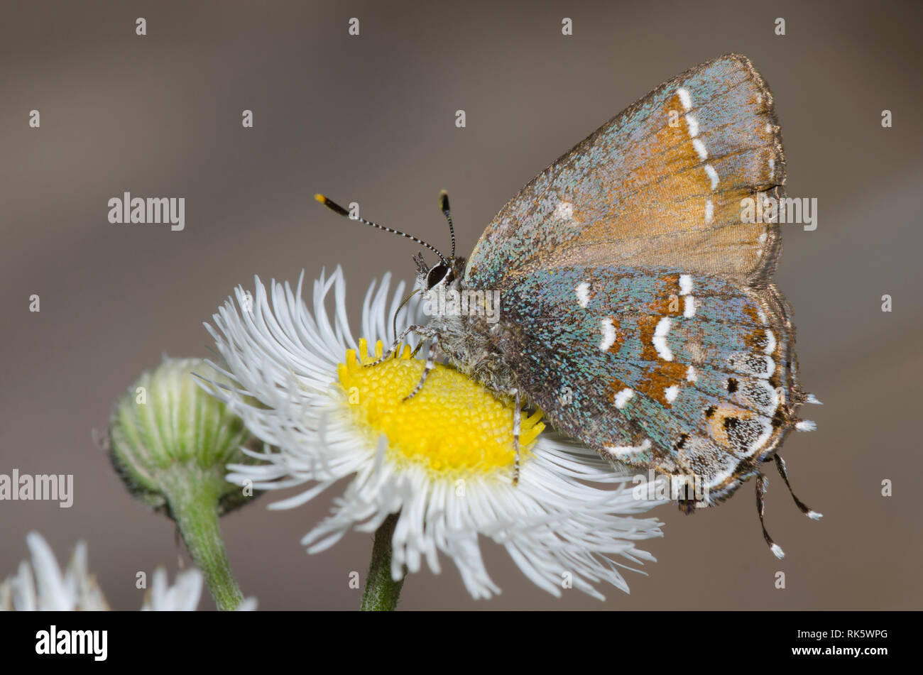 Juniper, Callophrys Hairstreak nectaring gryneus, desde fleabane, Erigeron sp. Foto de stock