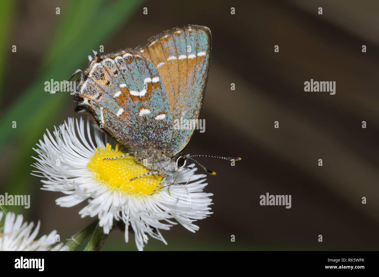 Juniper, Callophrys Hairstreak nectaring gryneus, desde fleabane, Erigeron sp. Foto de stock