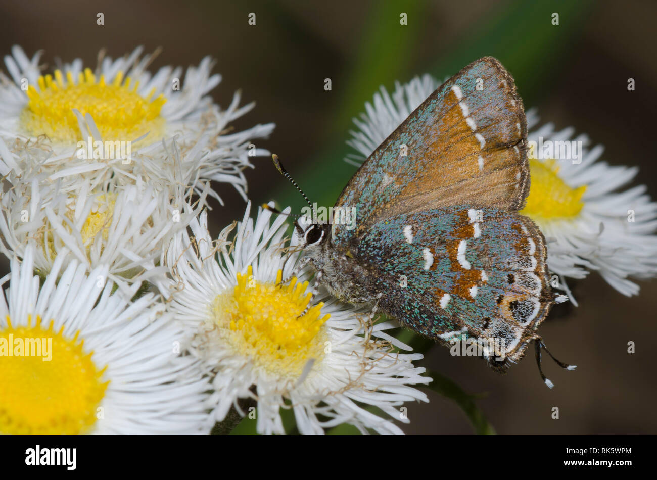 Juniper, Callophrys Hairstreak nectaring gryneus, desde fleabane, Erigeron sp. Foto de stock