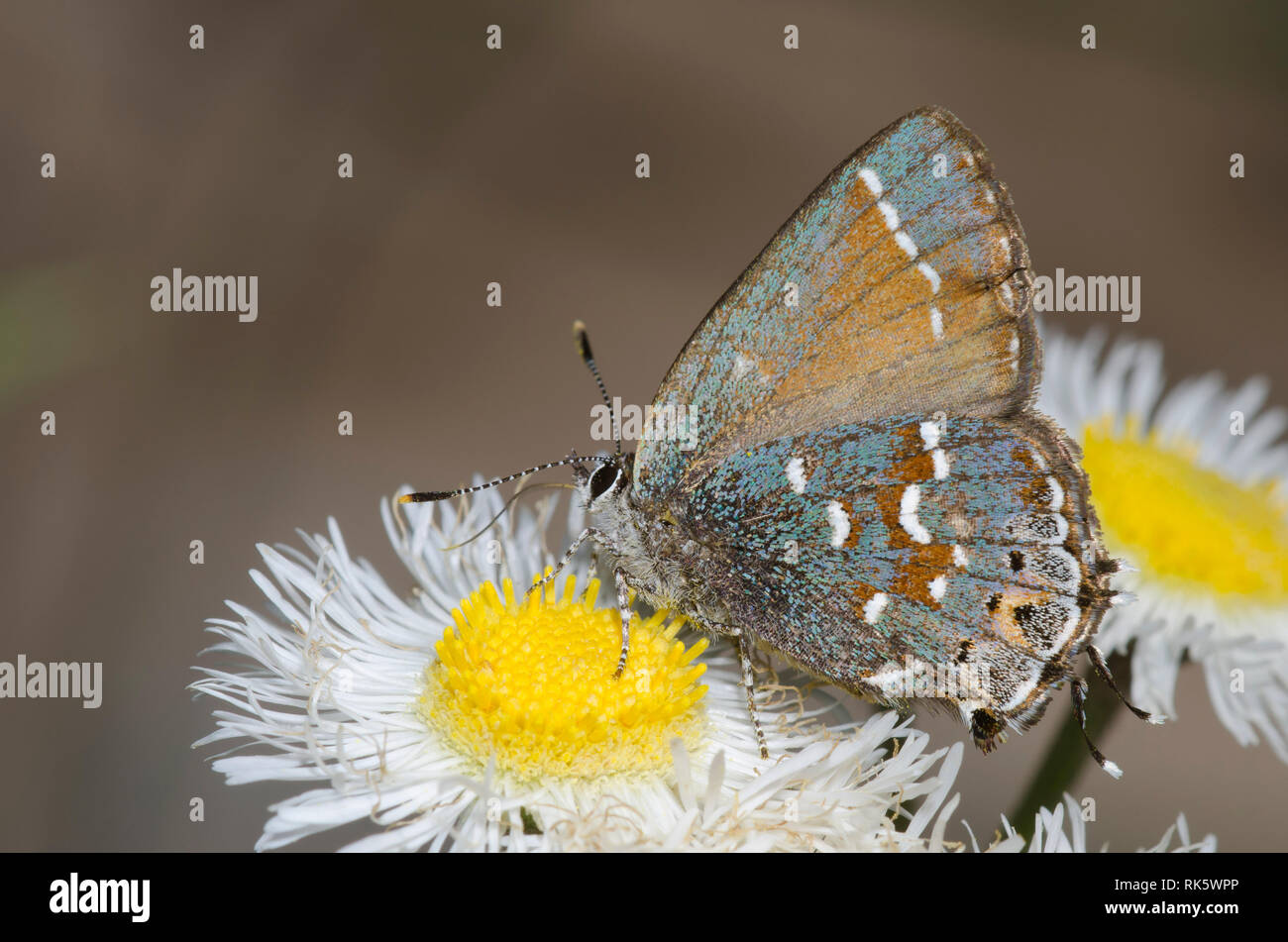 Juniper, Callophrys Hairstreak nectaring gryneus, desde fleabane, Erigeron sp. Foto de stock
