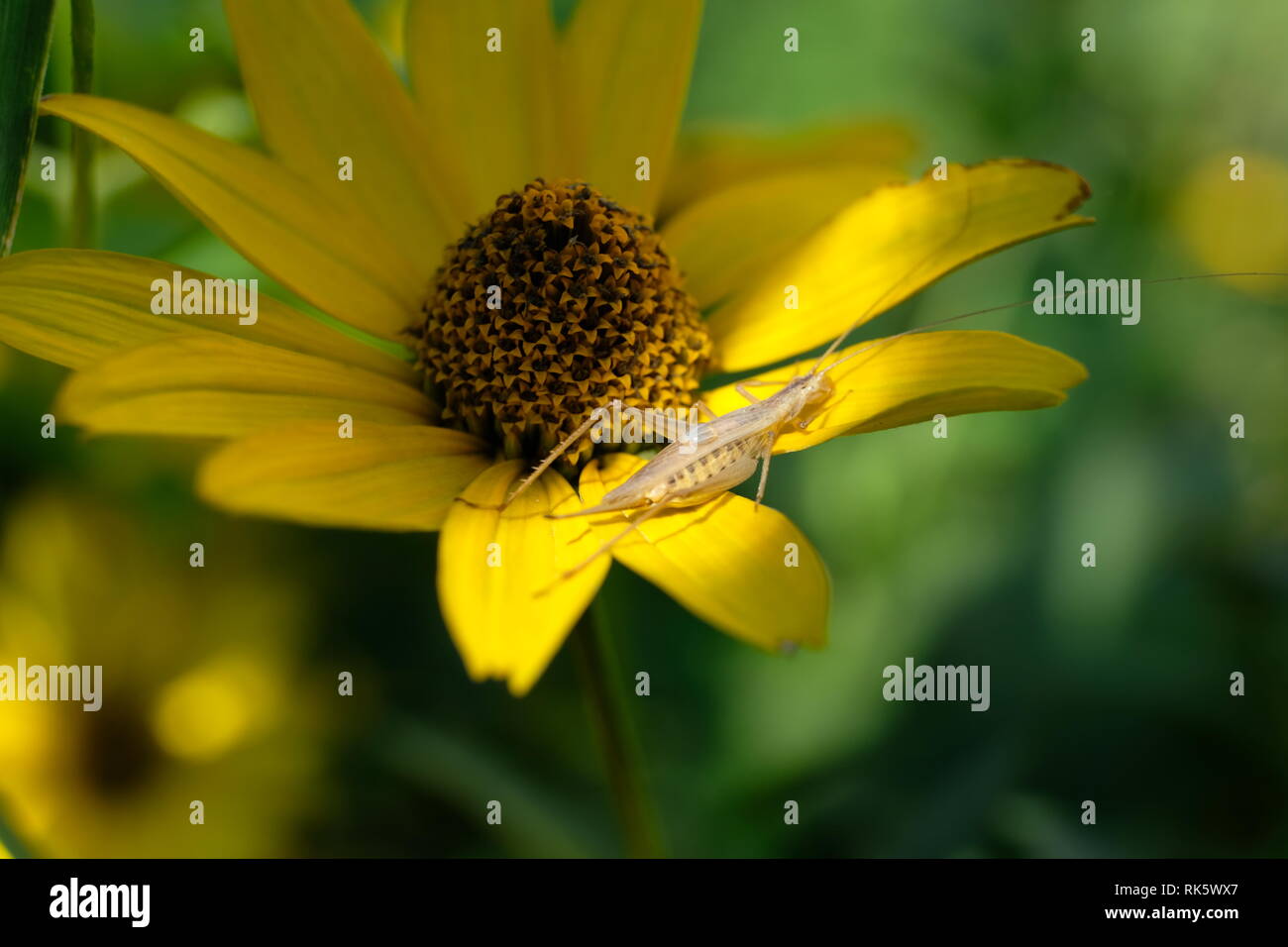 Insecto está tomando sol en flor amarilla Foto de stock