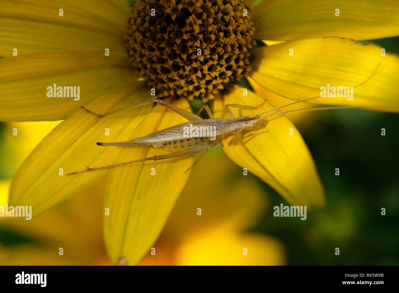 Insecto está tomando sol en flor amarilla Foto de stock