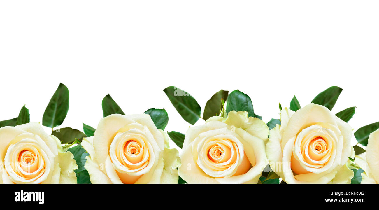 Flores rosas blancas frontera aislado sobre fondo blanco. Patrón sin  fisuras Fotografía de stock - Alamy