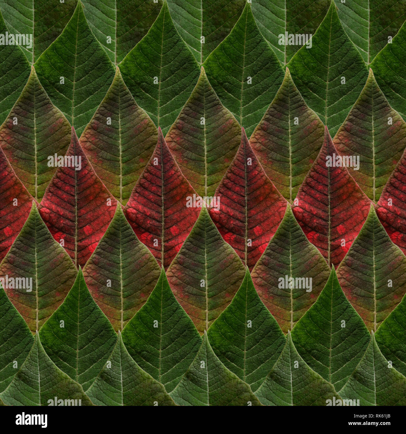 Las hojas verdes y rojos de la flor de pascua en el fondo Foto de stock