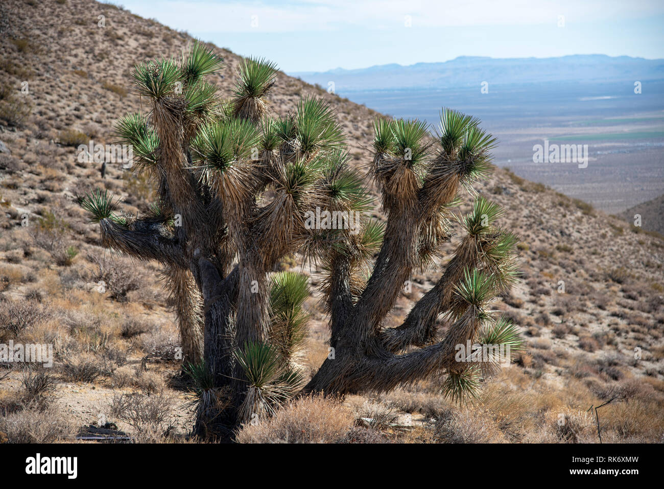 Joshua Tree en la ladera de una montaña con vistas a valle en el desierto de Mojave bajo el cielo nebuloso. Foto de stock