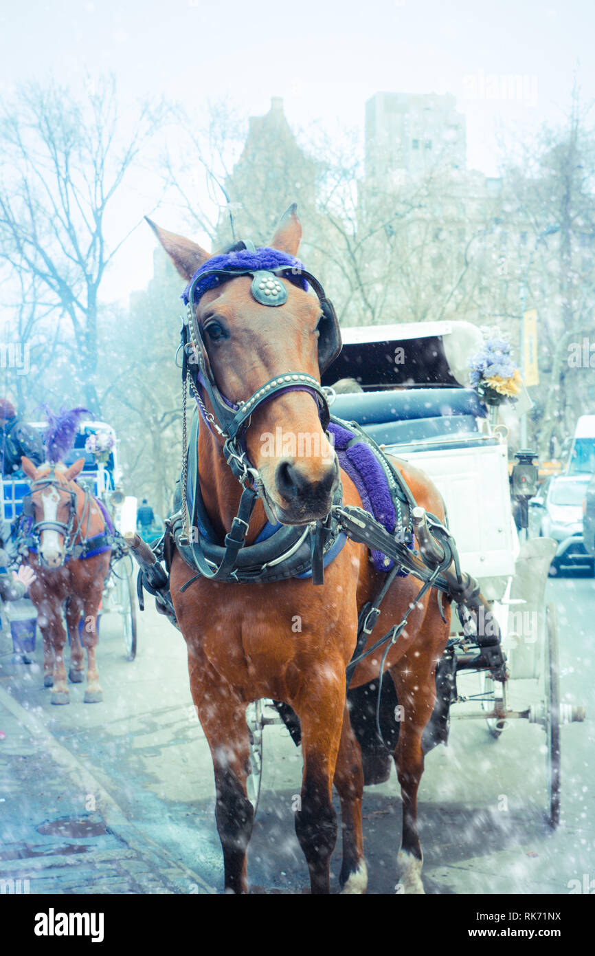 Carro de caballos nieve fotografías e imágenes de alta resolución - Página  3 - Alamy
