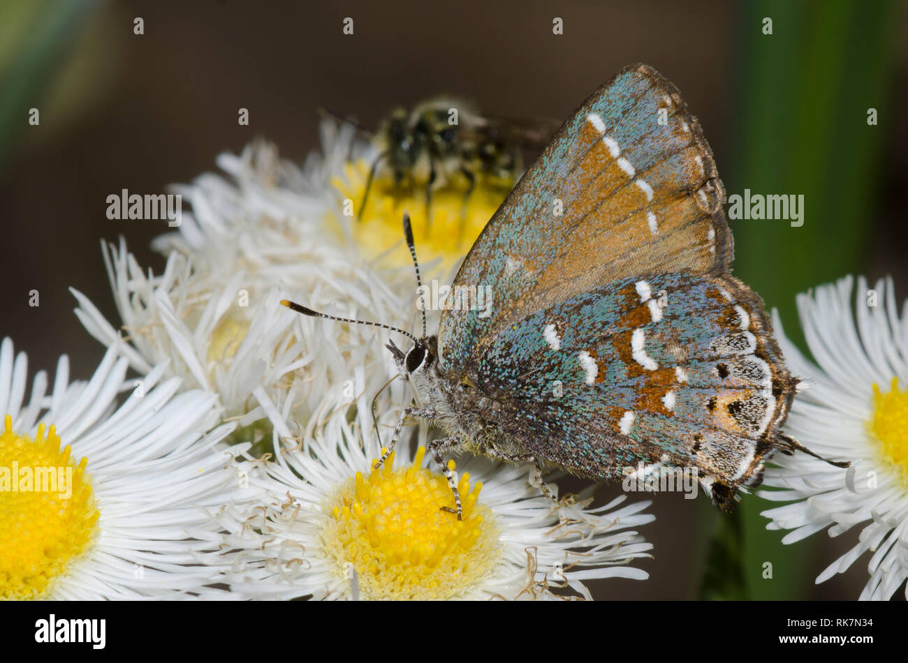 Juniper, Callophrys Hairstreak nectaring gryneus, desde fleabane, Erigeron sp. Foto de stock