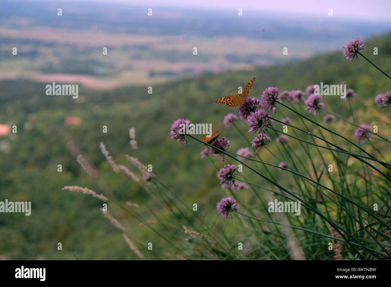 Mariposa sobre la flor morada en la cima de una colina con una vista borrosa Foto de stock