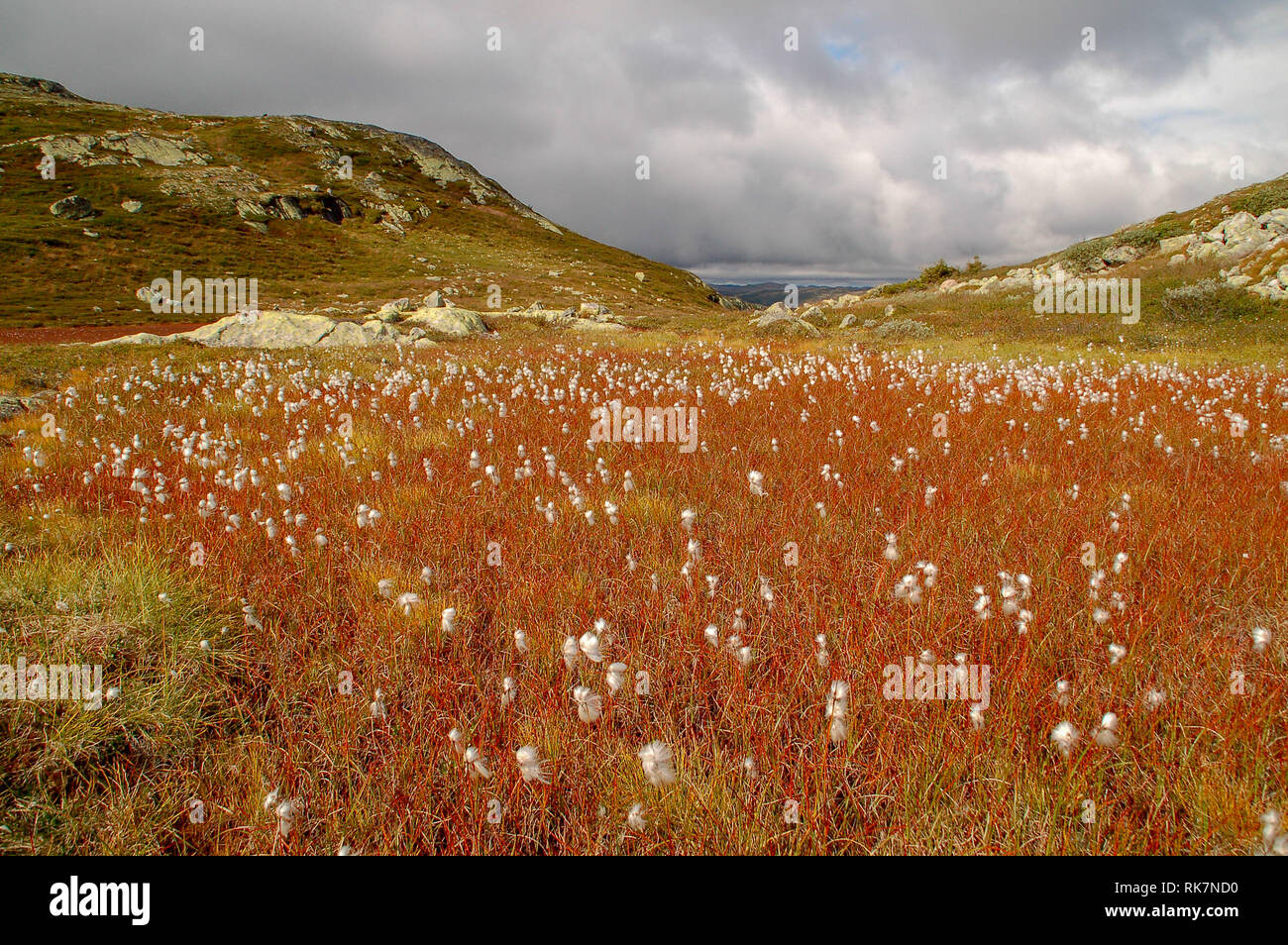 Rojo cottongrass está floreciendo en el Telemark Sierra, Noruega Foto de stock