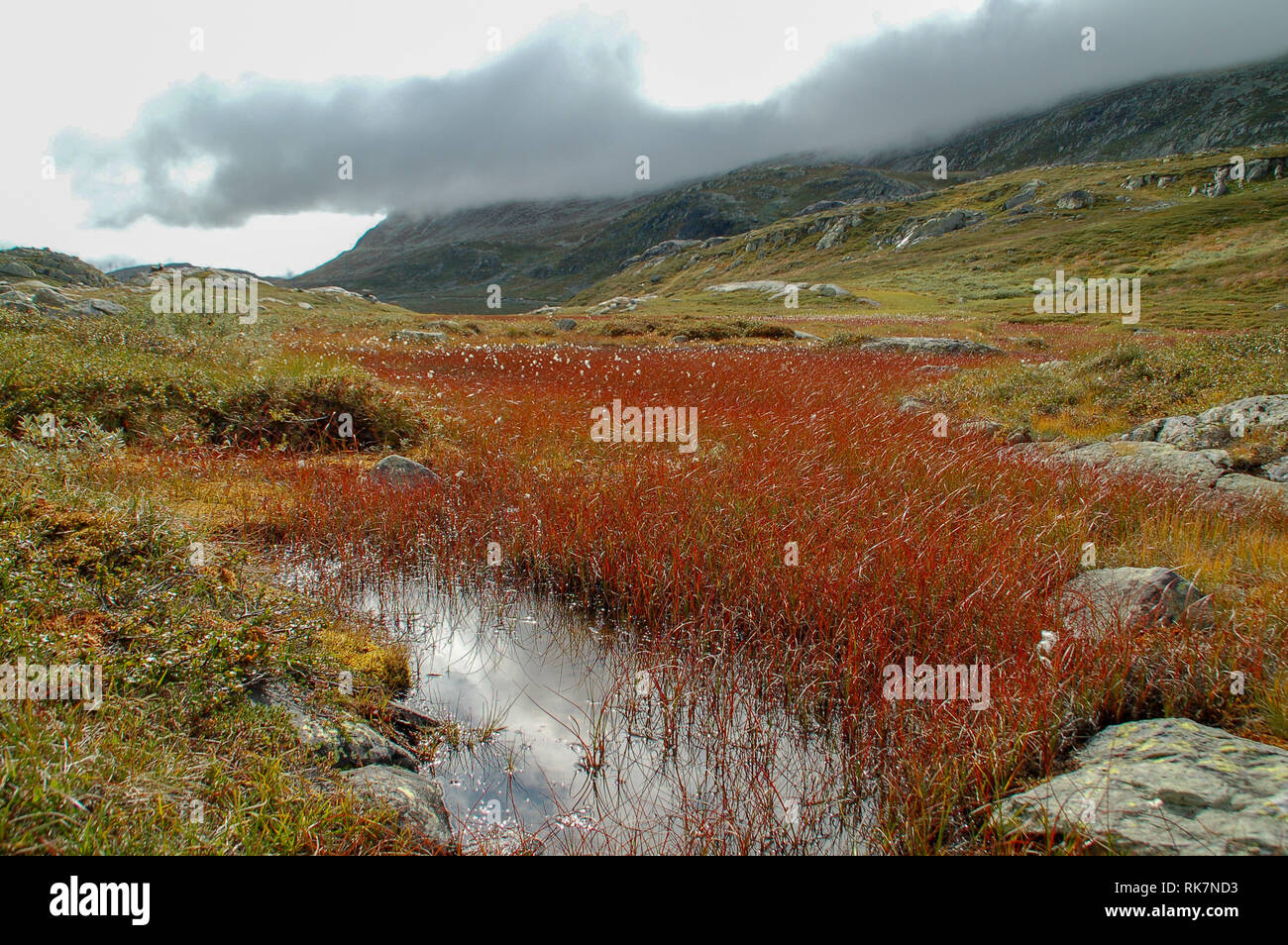 Rojo cottongrass está floreciendo en el Telemark Sierra, Noruega Foto de stock