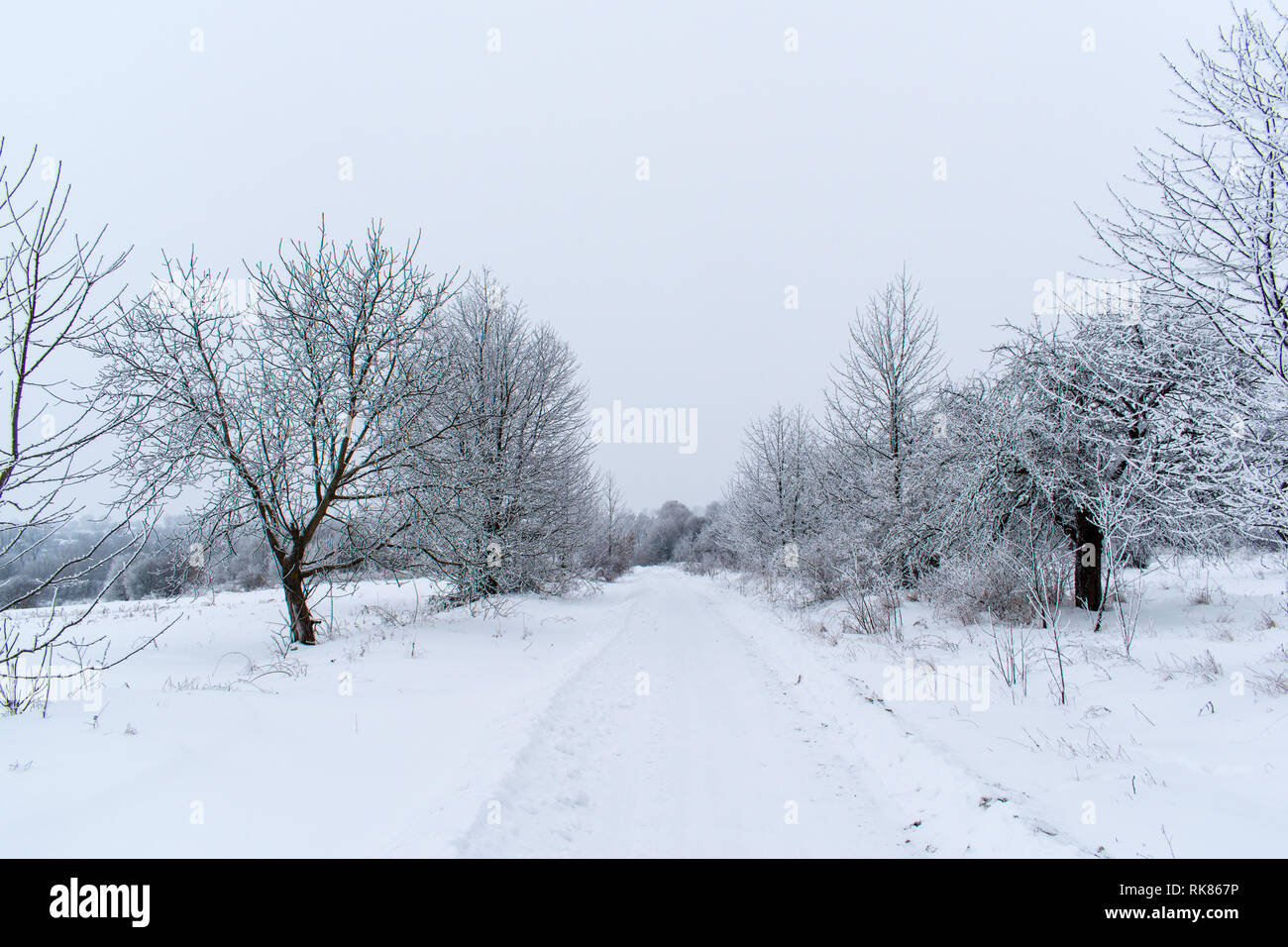 Árboles de nieve de invierno, Año Nuevo, el estado de ánimo. Foto de stock