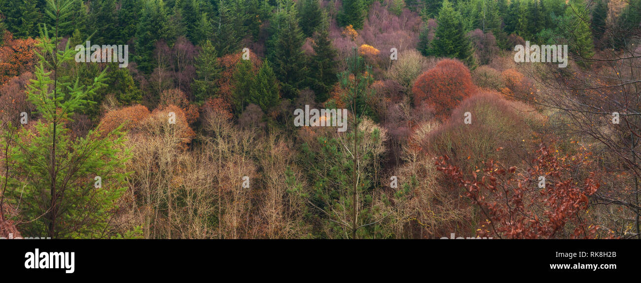 Northumberland otoño los árboles Foto de stock