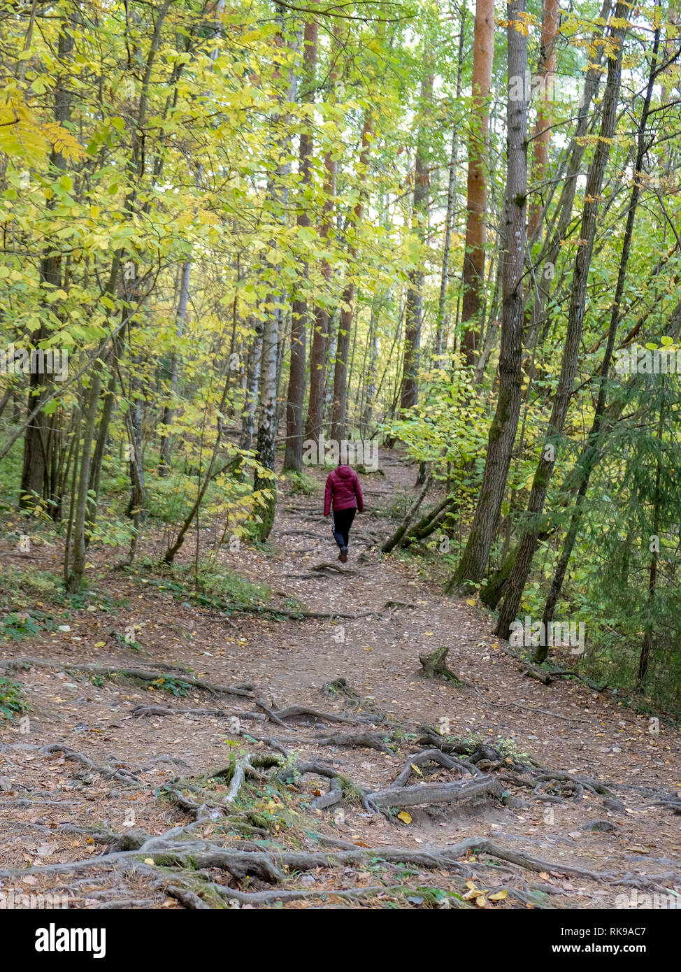 Lonely otoño caminata en el bosque Foto de stock