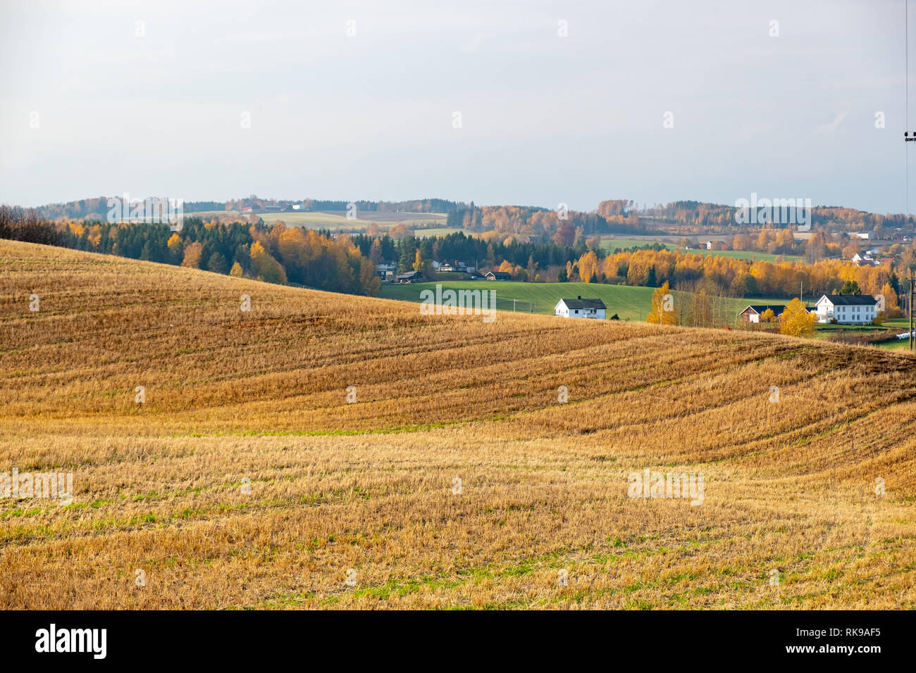 Campo de rastrojo en Noruega durante el otoño después de la cosecha Foto de stock
