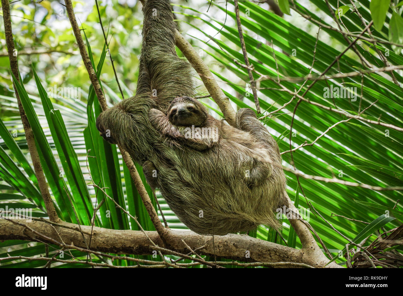 Brown-throated sloth colgando de un árbol en la Isla de Cristóbal, en el archipiélago de Bocas del Toro, Panamá Foto de stock