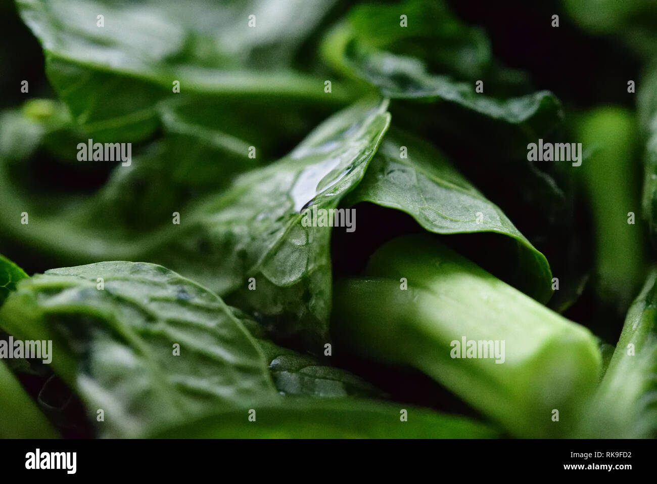 Close-up de las verduras de hoja oscura Foto de stock