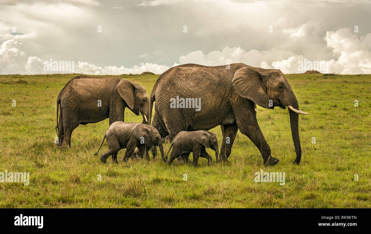 Familia de elefantes con dos bebés Foto de stock
