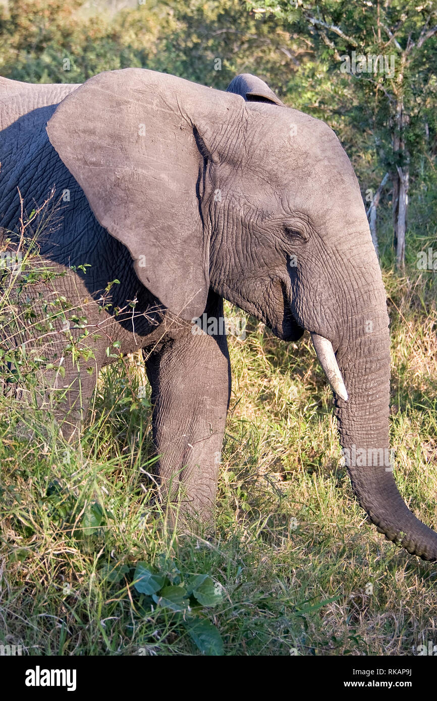 Los elefantes africanos, Sudáfrica Foto de stock