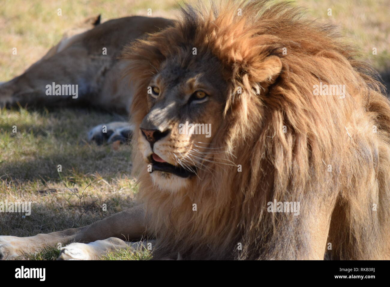 Un hermoso varón león en el Wildlife World Zoo en Arizona Foto de stock