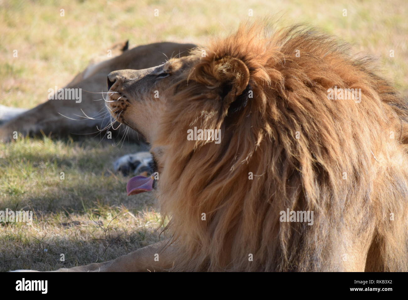 Un hermoso varón león en el Wildlife World Zoo en Arizona Foto de stock