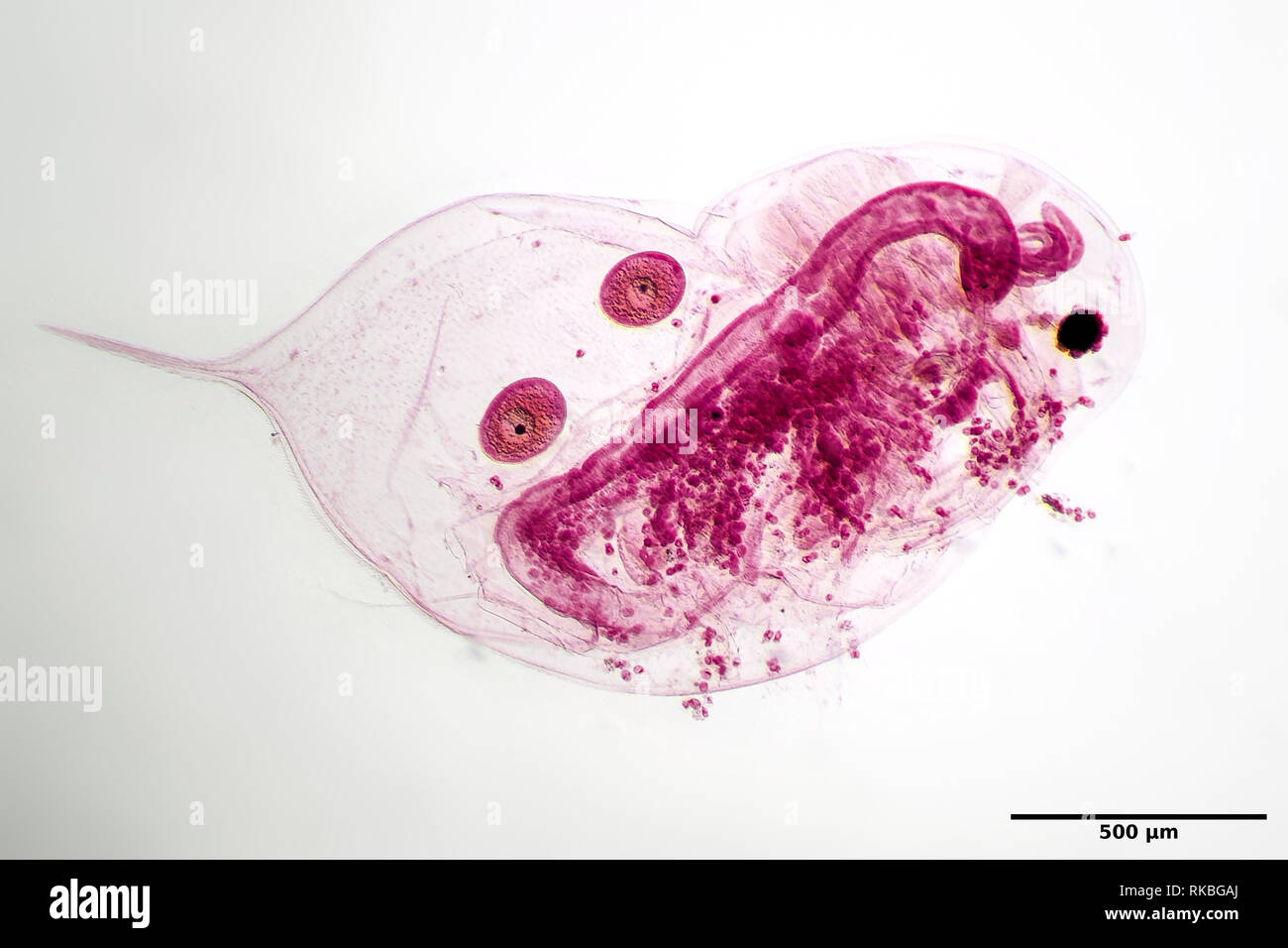 Daphnia con dos huevos (manchado) bajo el microscopio. Foto de stock