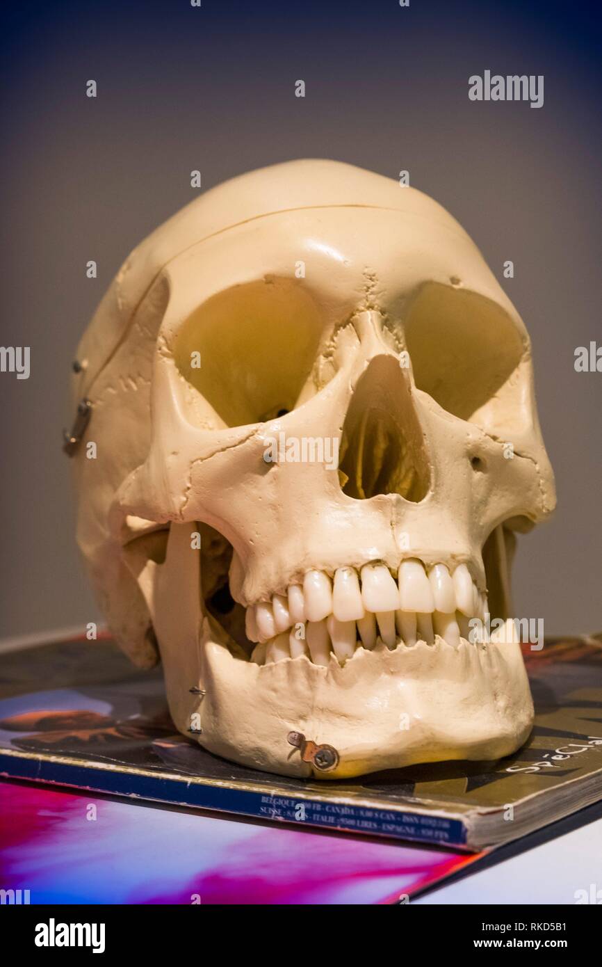 Cráneo humano Foto de stock