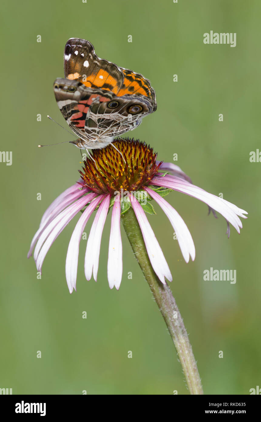 La señora americana, Vanessa virginiensis, en Purple coneflower, La equinácea angustifolia Foto de stock