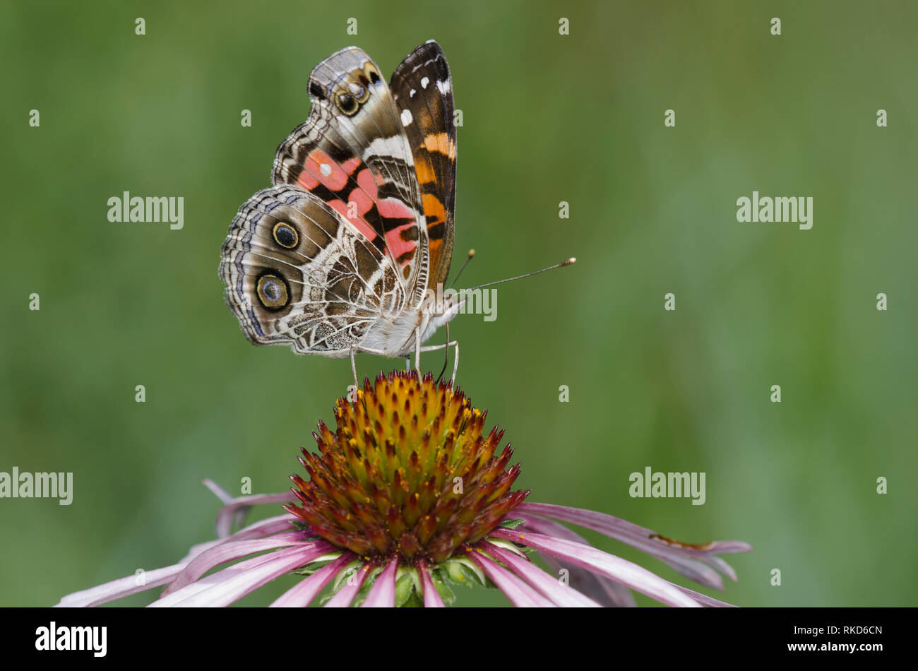 La señora americana, Vanessa virginiensis, en Purple coneflower, La equinácea angustifolia Foto de stock