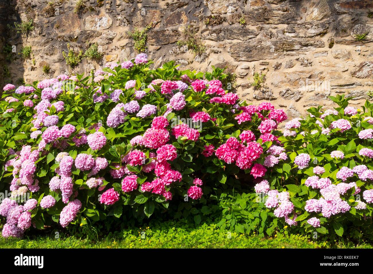 Hortensia. Hydrangea (nombre común hortensia o hortensia) es un género de 70-75 especies de plantas con flores nativas de Asia meridional y oriental Foto de stock