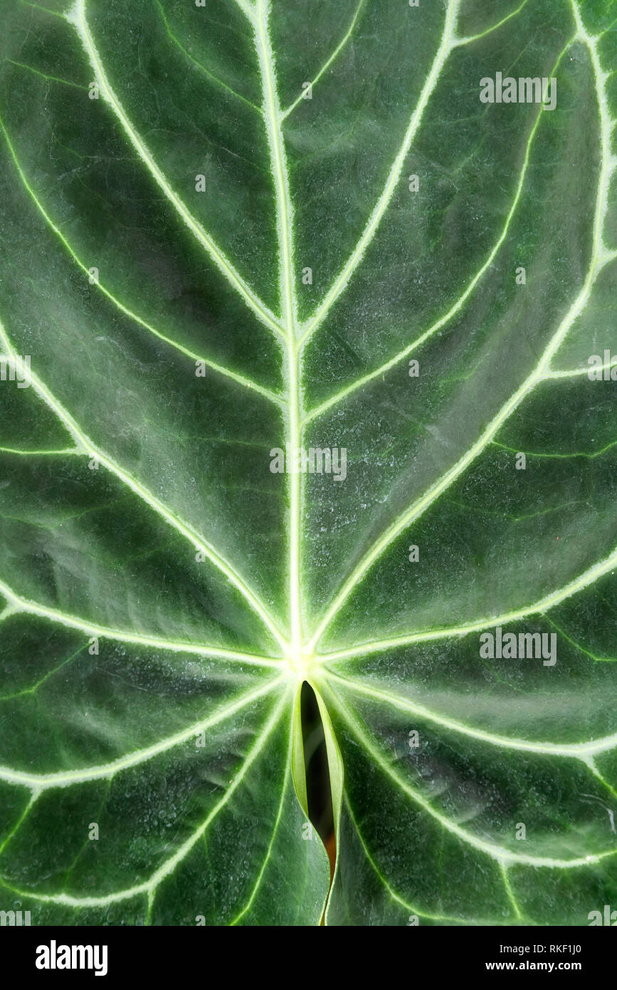 Hermosa planta hoja en jardín botánico Casa Verde, diseño exclusivo, vegetación Foto de stock