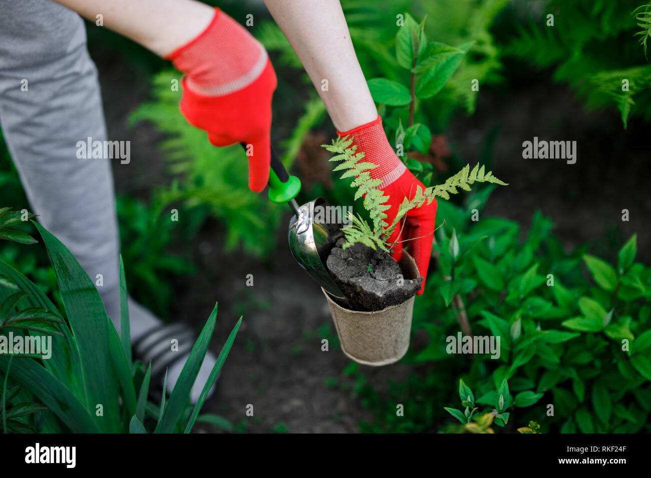 Jardinero mujer plantar flores en su jardín, el mantenimiento y la afición concepto Foto de stock