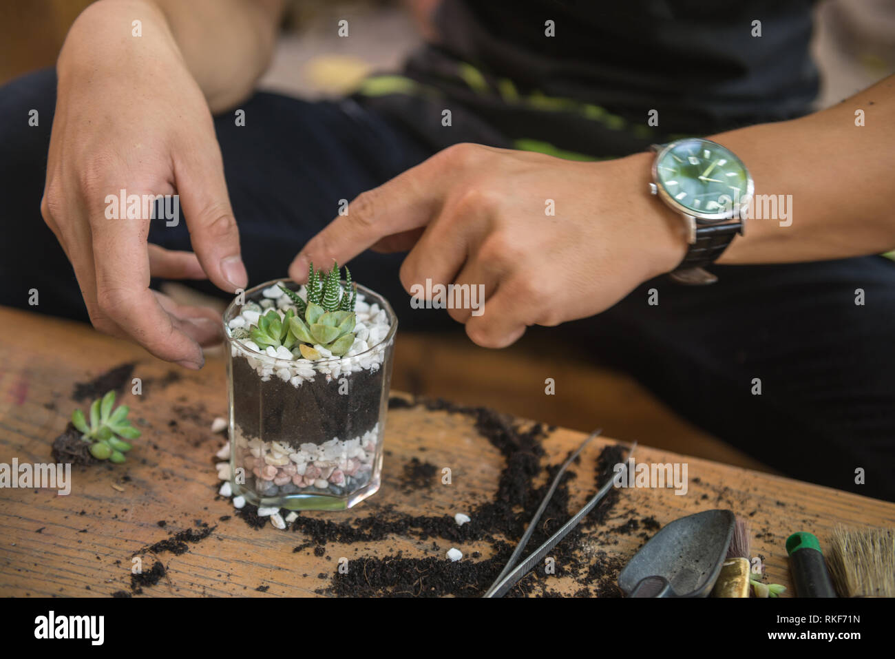 Jardinero hacer mini cactus y suculentas en el terrario de vidrio  Fotografía de stock - Alamy