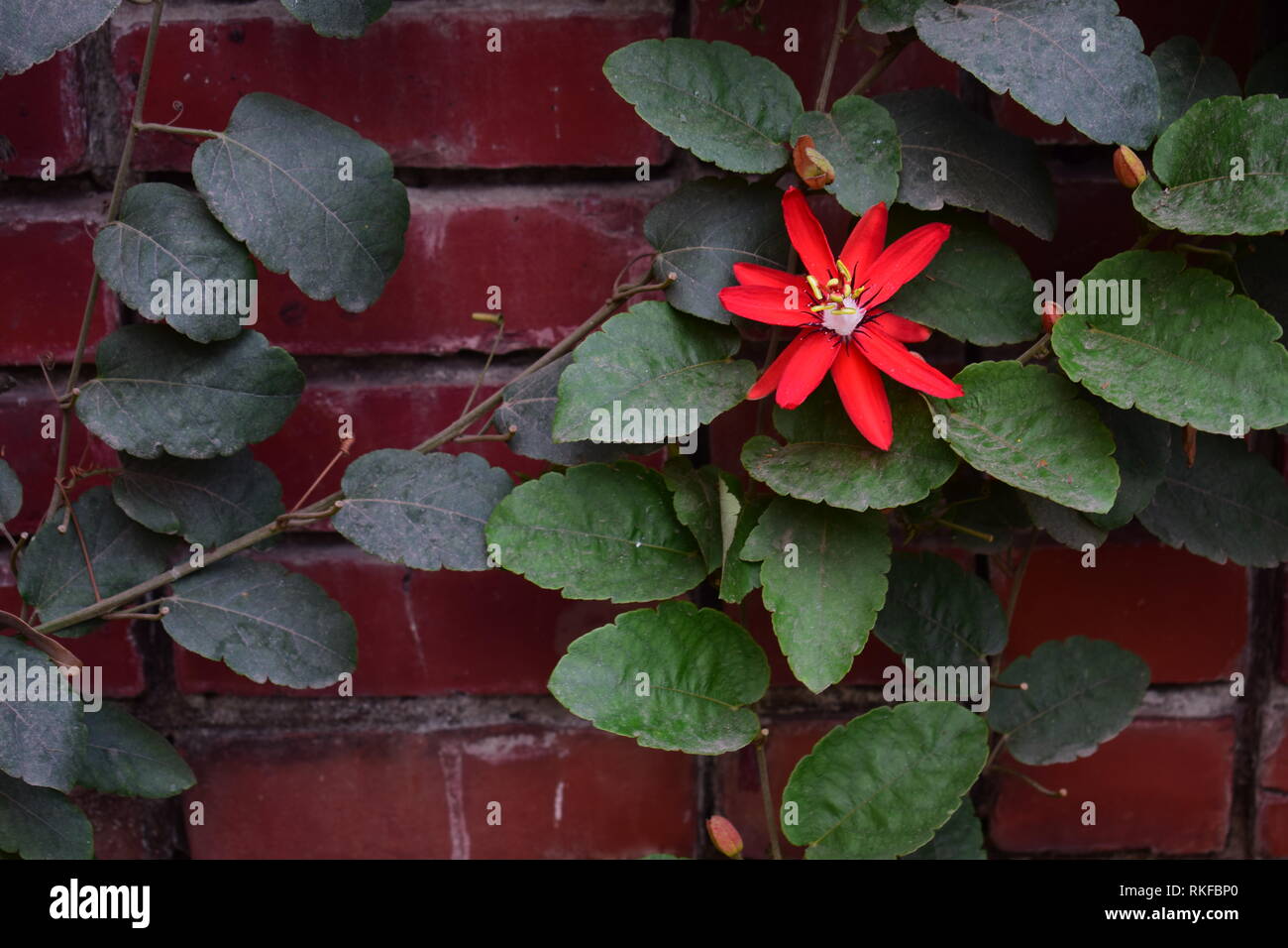 Flor de Poinsettia roja con hojas en la pared Foto de stock
