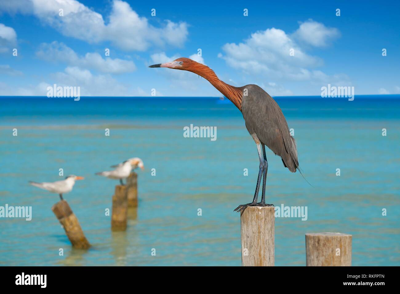 Ave del paraíso mexicana fotografías e imágenes de alta resolución - Alamy