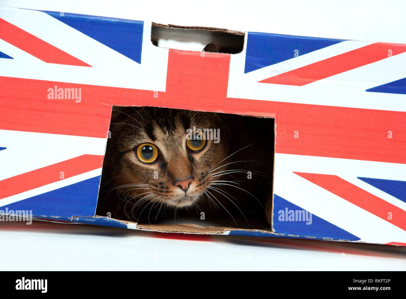 Cute wide-eyed parte abisinio macho joven gato juega en una caja de cartón marcada Union Jack. Foto de stock