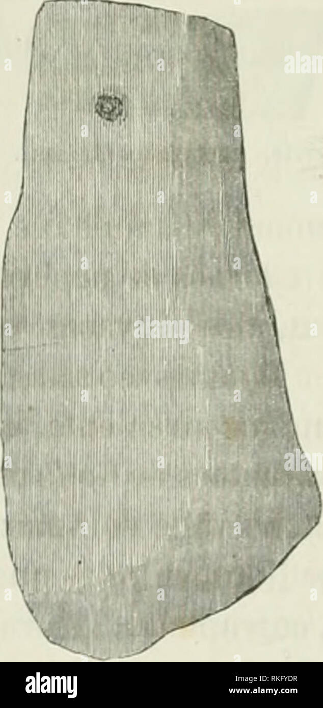 . Arquivos. Historia natural; la ciencia. Lámina de nepliiito, dons orilicios ciiii de suspensão. Peso esp. 2,97. Rojo. a2i3. Devo-lhe, entretanto, dizer desde já que foi o profesor Orville A. Derby, Director da Secção de Geología e Mineralogia do Museu Nacional, o profissional. Lámina de nephiite (col. Pabst v. la cadena). Peso esp. 3,97. Gr. nat. incumbido por mim de determinar o peso especifico de todos estes artifactos. Especialista Aquelledislincto lhes achou 2,96, 2,97 e 2,98, sem discrepância de um só mais pará; o que desde logo os fixa between como nephrites. E, pois, assim eliminada una falsa idéa Foto de stock