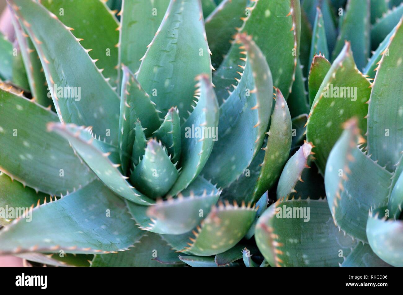 Las plantas de Aloe vera, especies de plantas suculentas del género Aloe. Un perenne siempreverde, originario de la Península Arábiga, pero crece en forma silvestre en Foto de stock